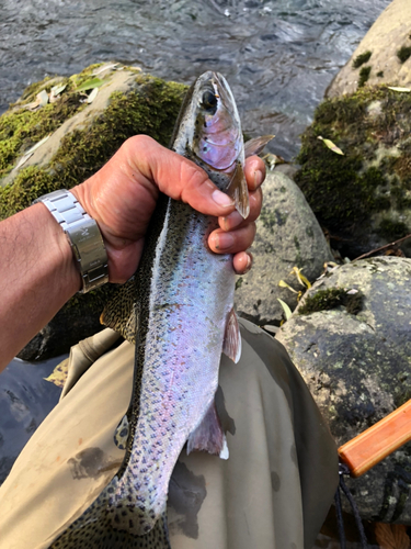 ニジマスの釣果