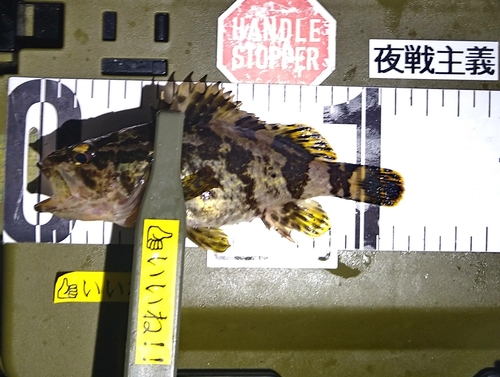 タケノコメバルの釣果