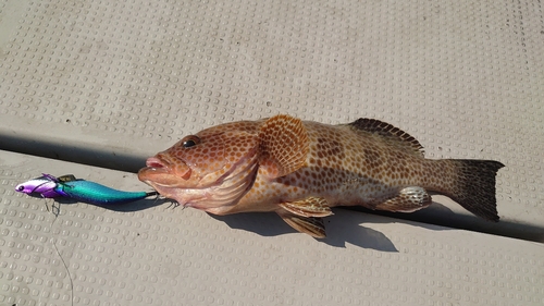 オオモンハタの釣果