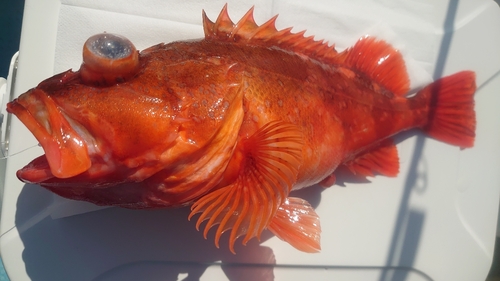 ウッカリカサゴの釣果