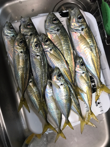 アジの釣果