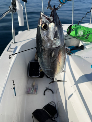 マグロの釣果