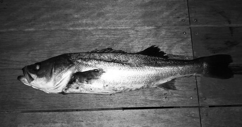 シーバスの釣果