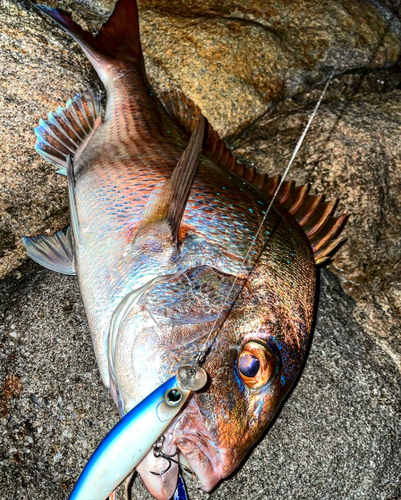 マダイの釣果