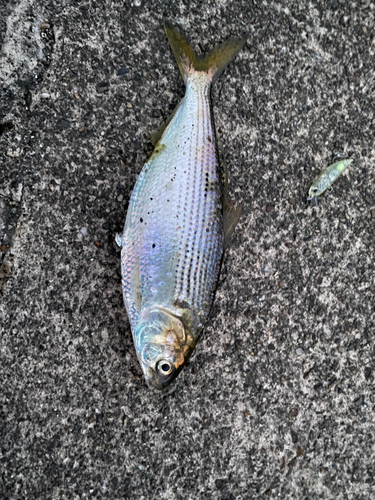 コノシロの釣果