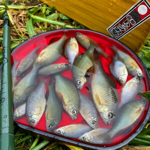 アブラボテの釣果