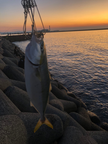 ハマチの釣果