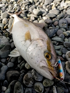 ショゴの釣果