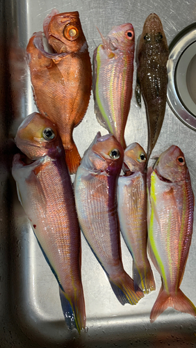 アマダイの釣果