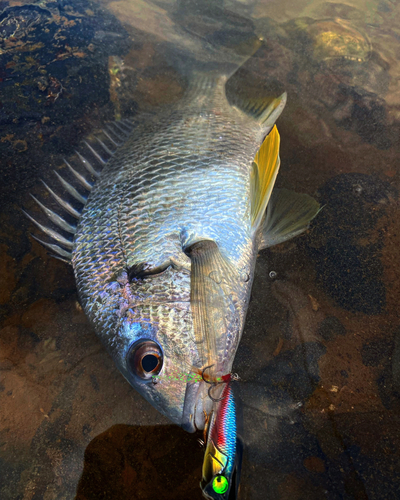 キビレの釣果