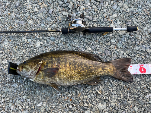 スモールマウスバスの釣果