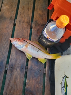 ヨコスジフエダイの釣果