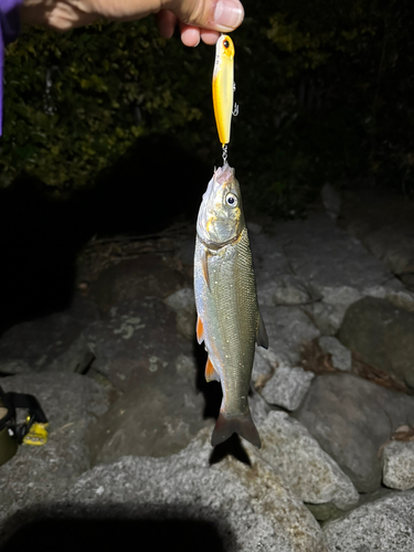 マルタウグイの釣果