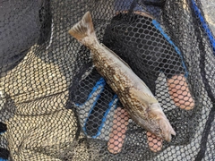 アイナメの釣果