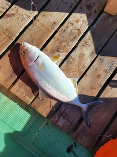 カンパチの釣果