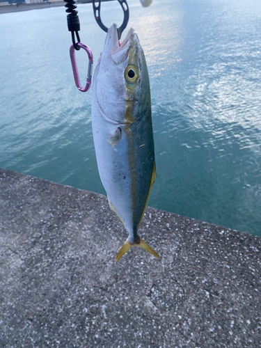 ワカシの釣果