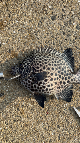 イシガキダイの釣果