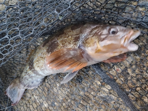 アイナメの釣果