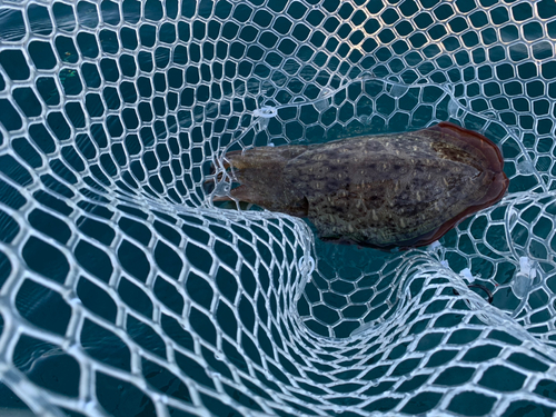 コウイカの釣果