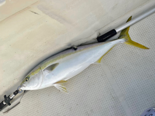 ハマチの釣果