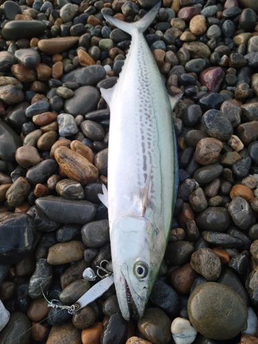 サゴシの釣果