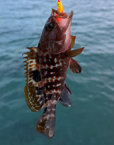 キジハタの釣果