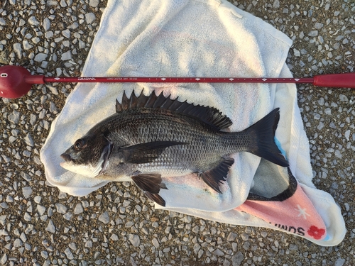 チヌの釣果