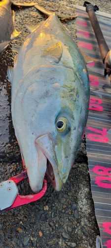 ブリの釣果