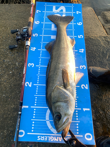 シーバスの釣果