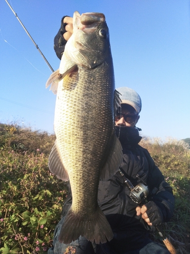 ブラックバスの釣果