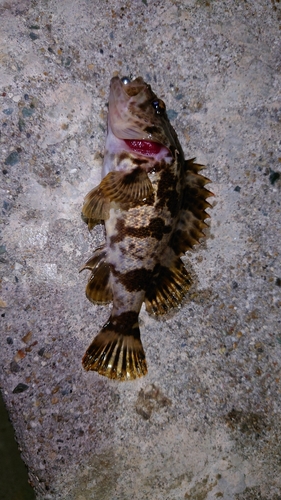 タケノコメバルの釣果