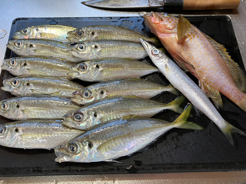 アジの釣果