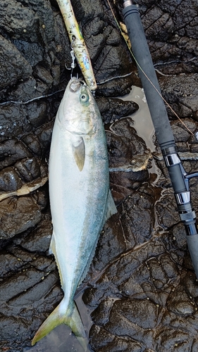 ハマチの釣果