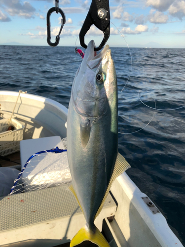 イナダの釣果