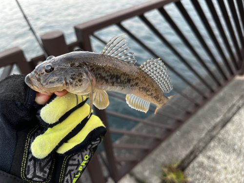 ハゼの釣果