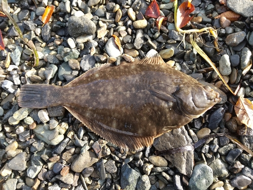 マコガレイの釣果