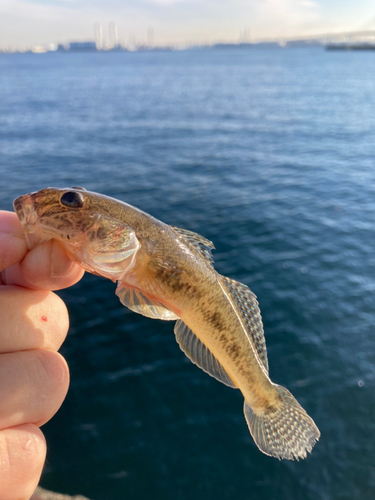 ハゼの釣果