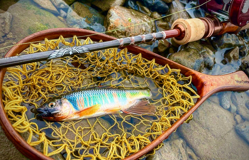 オイカワの釣果