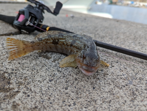 アイナメの釣果