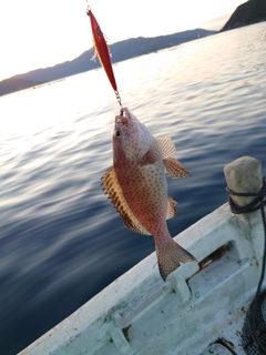 オオモンハタの釣果