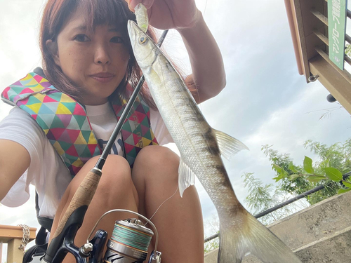 カマスの釣果