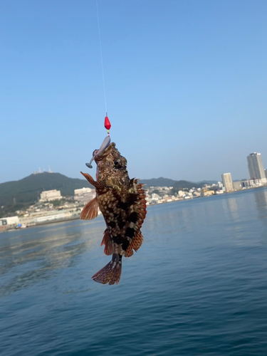 アラカブの釣果