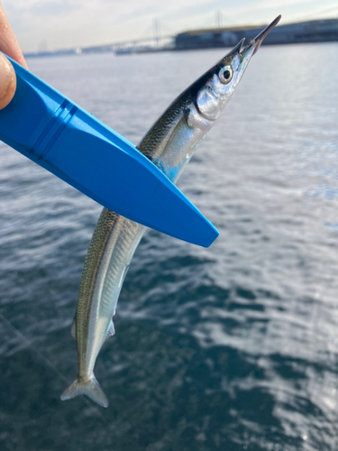 サヨリの釣果