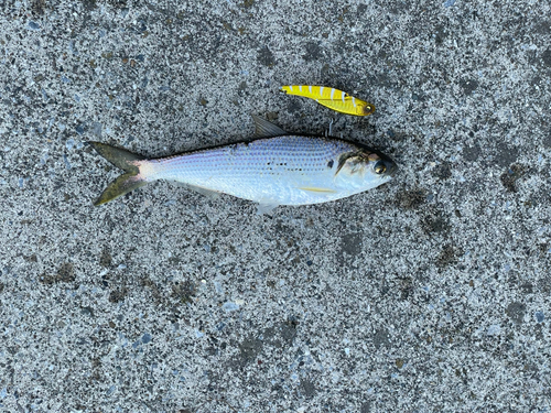 コノシロの釣果