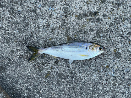 コノシロの釣果