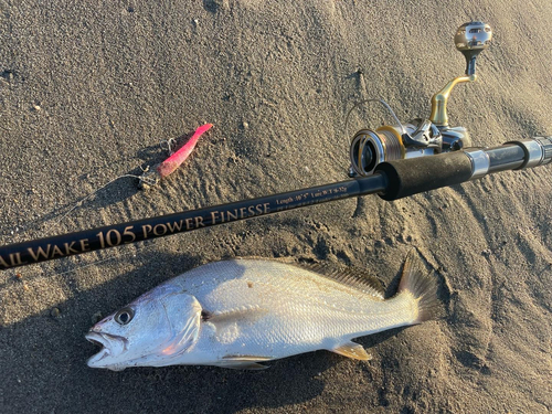 ニベの釣果