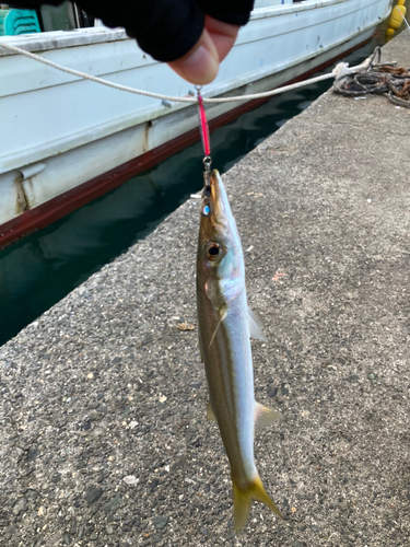 カマスの釣果