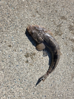 マゴチの釣果