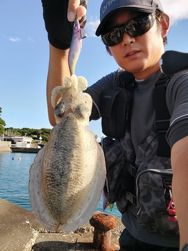 コウイカの釣果