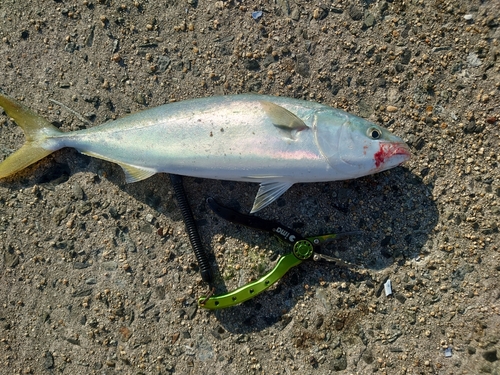 イナダの釣果